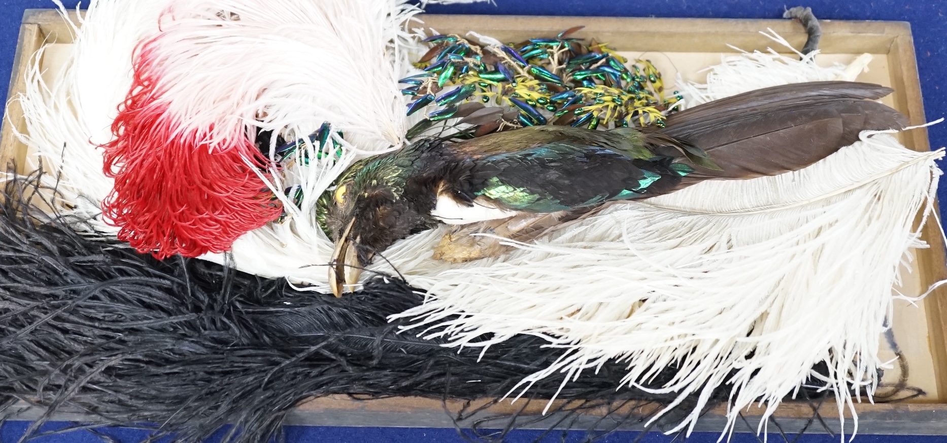 Various hat feathers including ostrich examples, beetle wing hat ornament and taxidermy Bird of Paradise